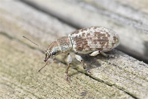 Réf 339667 INSECTA Coleoptera Curculionidae Pachyrhinus