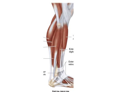 leg lateral view quiz
