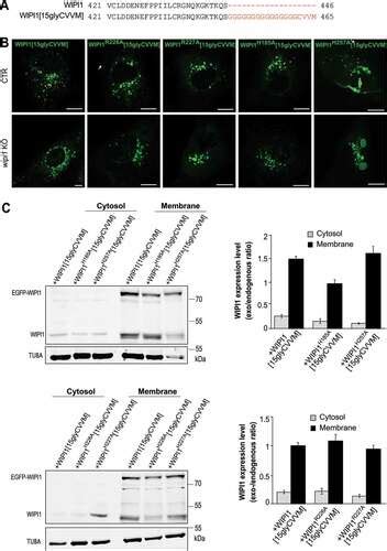 Full Article Wipi Promotes Fission Of Endosomal Transport Carriers