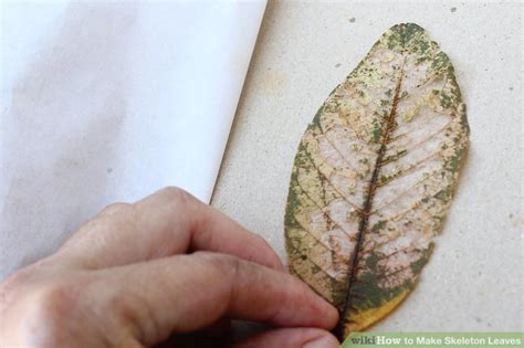 How To Make Skeleton Leaves With Pictures Wikihow