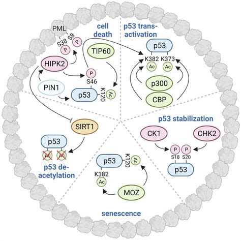 Control Of P53 Post Translational Modifications And P53 Activity At PML