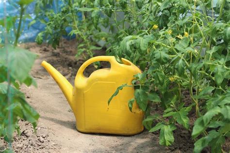 Comment Arroser Les Tomates Les Conseils Suivre Pour Avoir Des