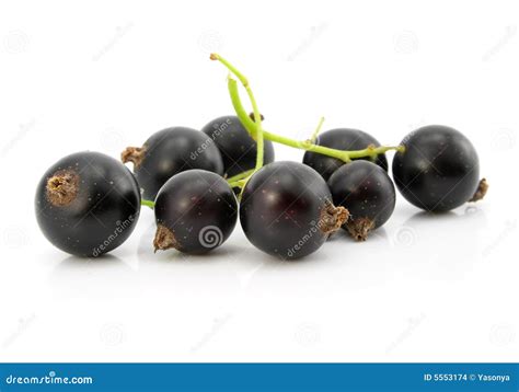 Branch Of Black Currant Fruits Isolated Stock Photo Image Of Fresh