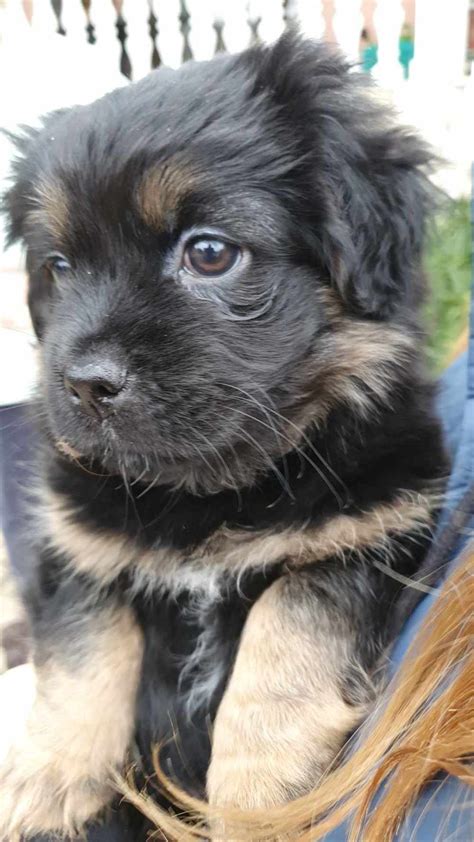 Pekinese Mix Welpen 2 Rüden 3Mon 4 5kg Ausreise nach Adoption Ende März