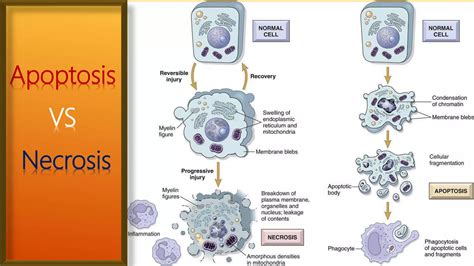 Apoptosis Intrinsic And Extrinsic Pathway With Assays Ppt