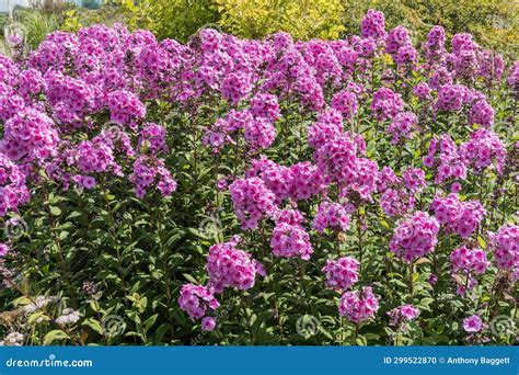 Phlox Paniculata Eva Cullum Stock Photo Image Of Floral Macro 299522870