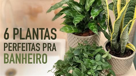 Plantas Para Colocar No Banheiro Youtube