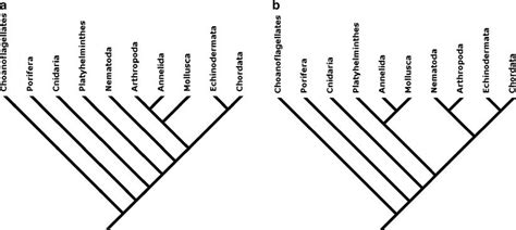 Phylogenetic Tree Showing The Hypothesized Relationships For Nine