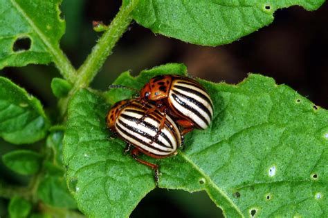 Colorado Potato Beetle Control for Potatoes and Plants