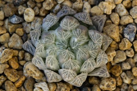 Haworthia Cooperi Silver Swirl For Sale Living Desert Plants