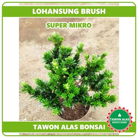 Jual Tanaman Bonsai Lohansung Cincuan Taiwan Air Brush Super Mikro