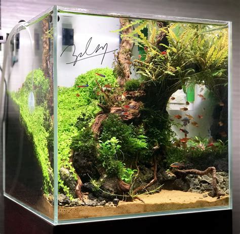 Cube Aquascape Ideas Aquascape Ideas