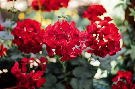 Como Cultivar Ger Nios Pelargoniums Jardinagem De Pelargoniums