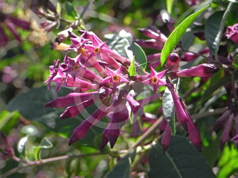 Cestrum Cultum Cretan Purple Cretan Purple Jessamine Information And Photos