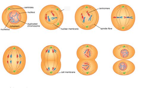 Biology Chapter 10: Cell Growth & Division Diagram | Quizlet