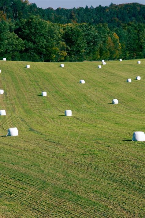 The Crop In The Fields Is Harvested Plowing And Sowing Of Winter Crops