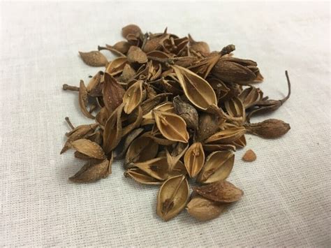 Lian Qiao Fructus Forsythiae Herb Oz Ebay