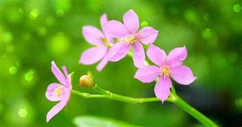 Talinum Paniculatum Care Tips On Growing Jewels Of Opar