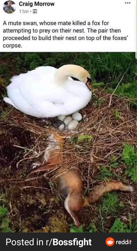 Fuck You Fox R Fuckyouinparticular