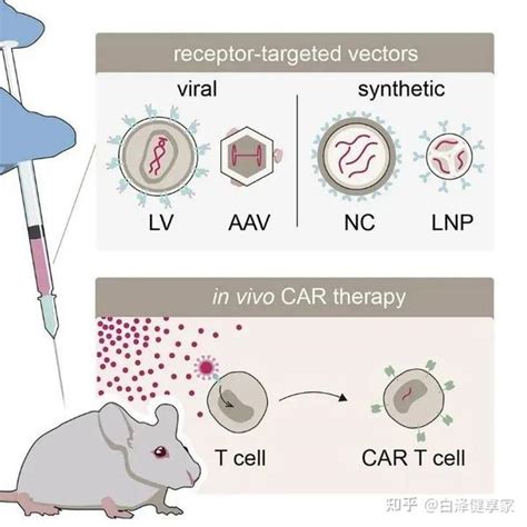 超详细盘点一文读懂体内 CAR T 疗法最新载体技术 知乎