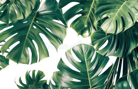 Lush Green Monstera Leaves Against White Background Stock Photo Image