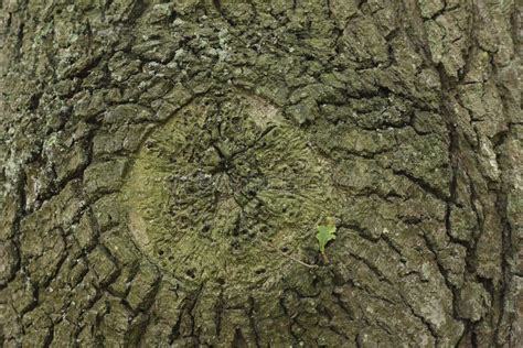 Bark of an Oak tree stock image. Image of patterns, lines - 160093035