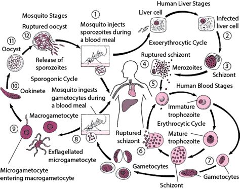 Understanding The Malaria Life Cycle Infection Stages And Treatment 2023 Healthok