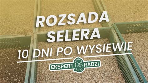 Rozsada selera 10 dni po wysiewie Piotr Borczyński YouTube