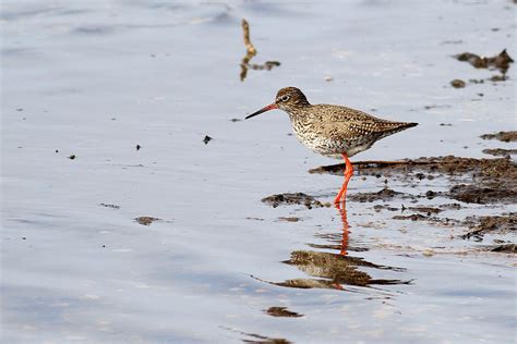 Birdwatching In Miri, Sarawak: Common Redshank in breeding colors