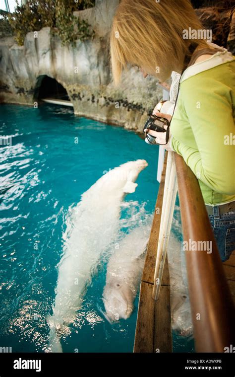 Visitors Watch A Beluga Whale Delphinapterus Leucas Shedd Aquarium