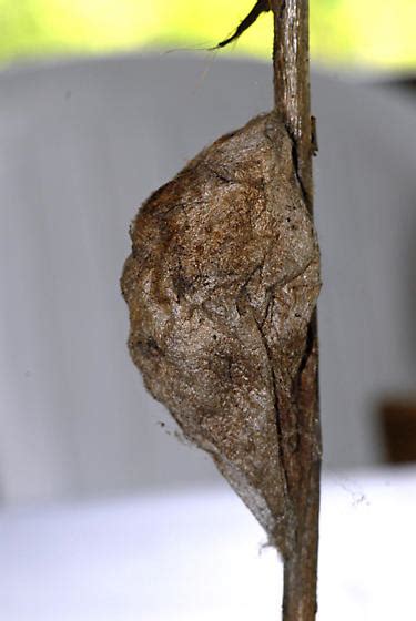 Cocoon Hyalophora Cecropia Bugguidenet