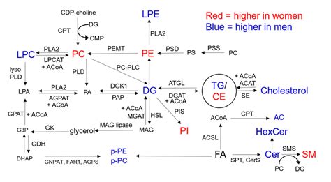 Major Metabolic Pathways For Lipids Blue Indicates Higher In Male And Download Scientific