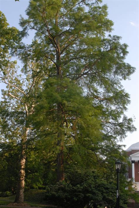 Taxodium Distichum Baldcypress Bald Cypress Cypress Swamp Cypress