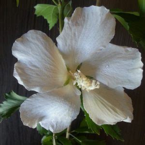 Hibiscus Syriacus White Pillar Gandini Van Aart Greenseasons