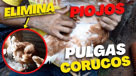 Cómo Eliminar los Piojos Corucos y Pulgas de las GALLINAS Acaba con