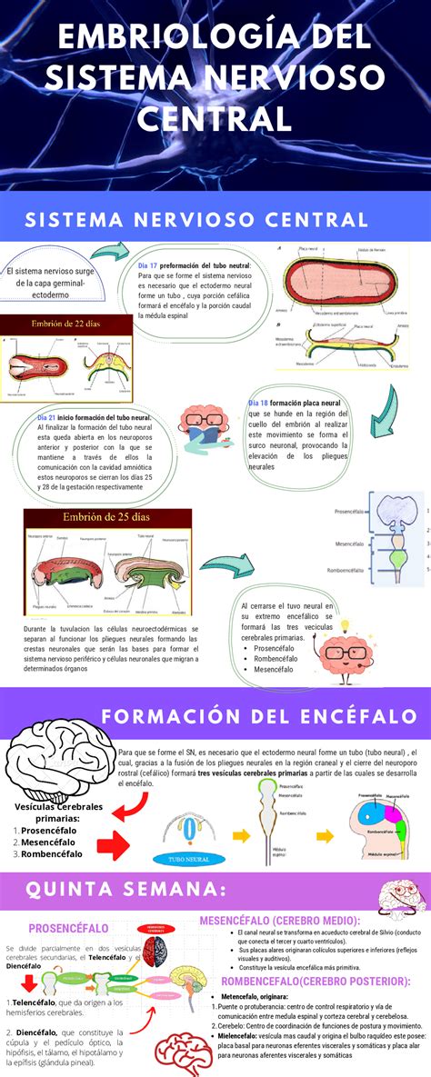 Infografia Embriologia Del Sistema Nervioso Esquemas Y Mapas