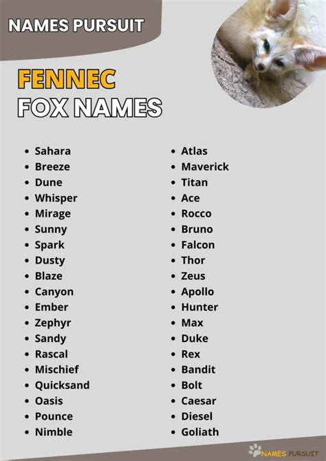 Fennec Fox Names [340+ Top Choices]