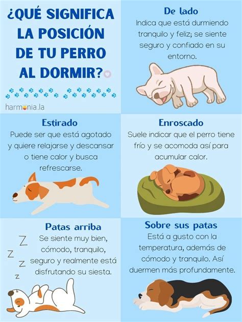 Qué significa la posición de tu perro al dormir trazosenelcorazon