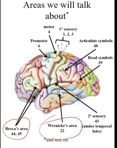 Neuro Phys Exam 2 Material Flashcards Quizlet