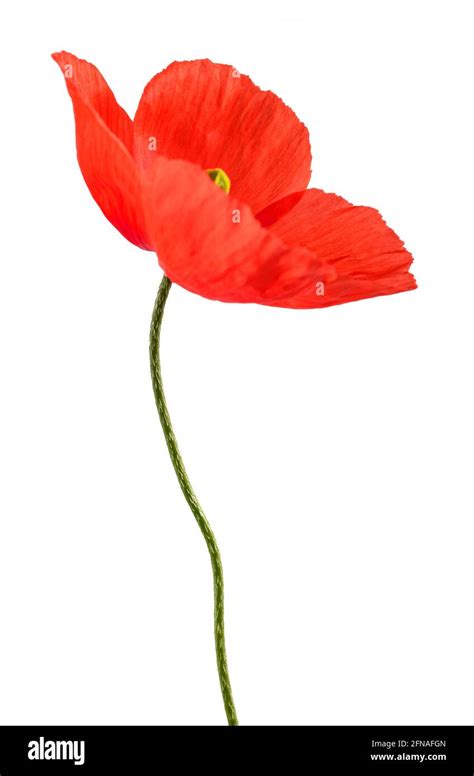 Red Poppy Flower Isolated On White Background Stock Photo Alamy