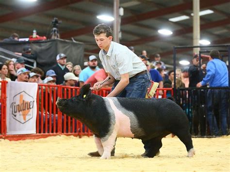 Grooming Tips For Show Pigs