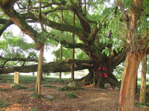 Yangshuo Big Banyan Tree, Yangshuo Sightseeing Site