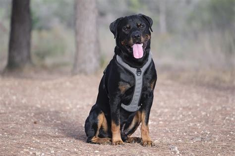 Dog Rottweiler Canine Free Photo On Pixabay Pixabay