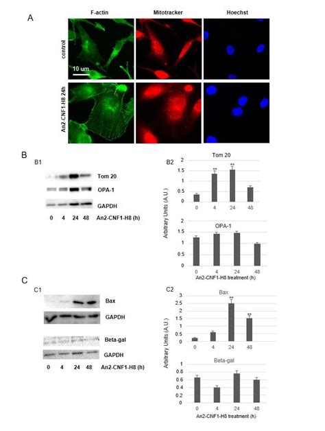 Mitochondrial Impact And Toxicity Of An2 Cnf1 H8 On U87mg Cells A