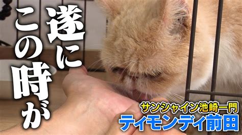 【保護猫むぅばあ】新しい家族を探す時が来ました【ティモンディ前田の預かりボランティア】 Youtube