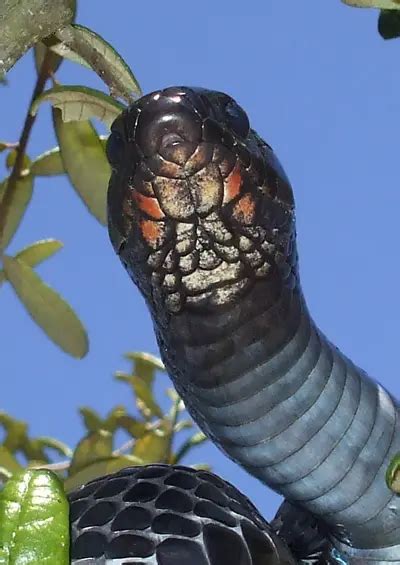 Eastern Indigo Snakes In Central Florida Florida Wildlife Trappers