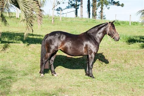 20 American Horse Breeds List - With Names and Photos