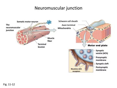 Ppt Neuromuscular Junction Powerpoint Presentation Free Download