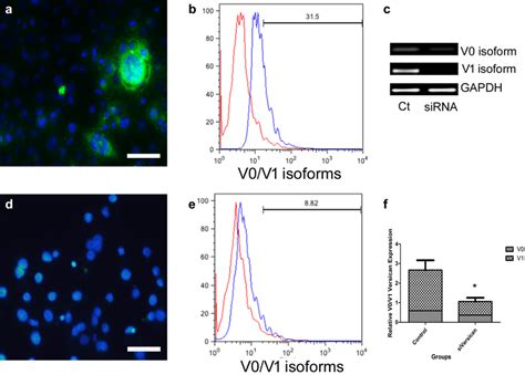 V0 V1 Expression In BeWo Cells And Versican SiRNA Efficiency A Cells