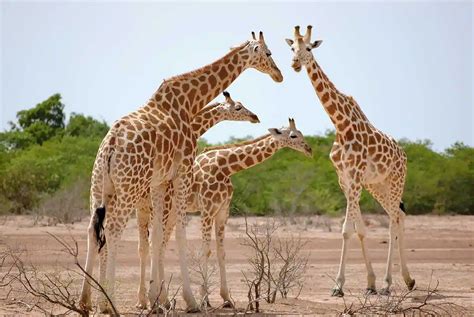 Photographie Animalière 10 Conseils Essentiels Pour Les Débutants